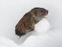 Маленькие дирижёры тундры