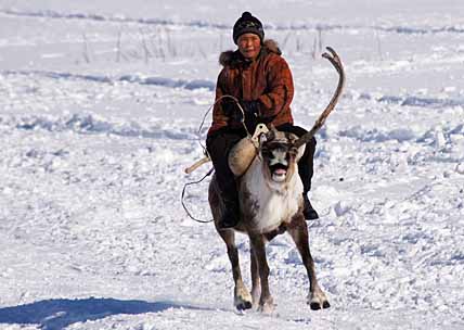 ОСЕДЛАВШИЕ ОЛЕНЯ