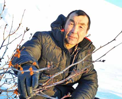 Анатолий Чейвытегин: «Нелегко оленям добывать ягель из-под глубокого снега с образовавшимся многослойным настом». ФОТО: МИХАИЛ ГЕРМАШОВ Анатолий Чейвытегин: «Нелегко оленям добывать ягель из-под глубокого снега с образовавшимся многослойным настом». ФОТО: МИХАИЛ ГЕРМАШОВ
