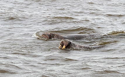 ФОТО: КОНСТАНТИН ШЕВЦОВ