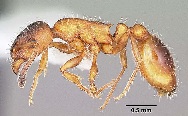 Leptothorax acervorum является одним из мелких муравьёв. Он достигает в длину 5 мм, однако на Чукотке в окрестностях Анадыря обычно встречаются экземпляры в 3-4 мм. Семьи Leptothorax acervorum невелики и насчитывают 25 – 60 рабочих особей и одну или несколько самок. Leptothorax acervorum является одним из мелких муравьёв. Он достигает в длину 5 мм, однако на Чукотке в окрестностях Анадыря обычно встречаются экземпляры в 3-4 мм. Семьи Leptothorax acervorum невелики и насчитывают 25 – 60 рабочих особей и одну или несколько самок.