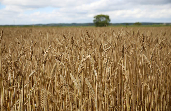 Фото: agro.primorsky.ru Фото: agro.primorsky.ru