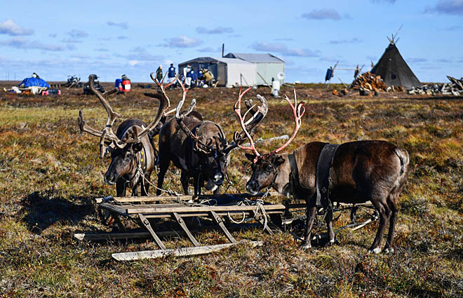 Фото: arctic.ru, RIA Novosti. Павел Лисицын Фото: arctic.ru, RIA Novosti. Павел Лисицын