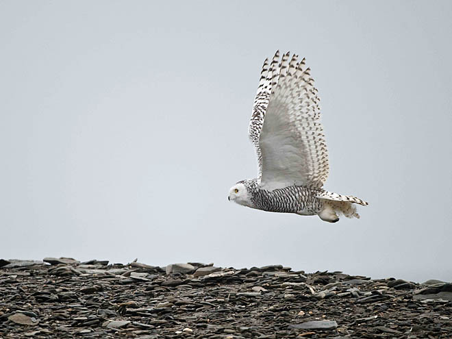 ФОТО: СЕРГЕЙ ГОРШКОВ ФОТО: СЕРГЕЙ ГОРШКОВ