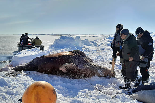 Первый морж – к Первомаю