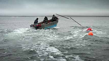 СЁЛА ГОТОВЫ, МОРЗВЕРОБОИ НА ОХОТЕ