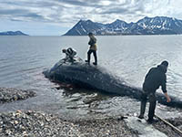 Морские охотники села Нового Чаплино добыли двух серых китов в течение одного дня