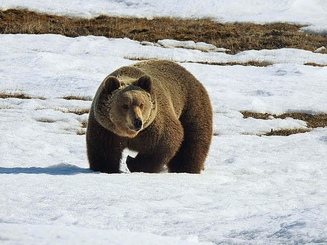 В 2019 году «томгайнын» неожиданно был обнаружен и на острове Врангеля. Медведь-одиночка до сих пор обитает там и, судя по упитанному виду, вполне неплохо себя чувствует. ФОТО: ПАВЕЛ КУЛЕМЕЕВ В 2019 году «томгайнын» неожиданно был обнаружен и на острове Врангеля. Медведь-одиночка до сих пор обитает там и, судя по упитанному виду, вполне неплохо себя чувствует. ФОТО: ПАВЕЛ КУЛЕМЕЕВ