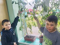 Мини-огород на классном подоконнике
