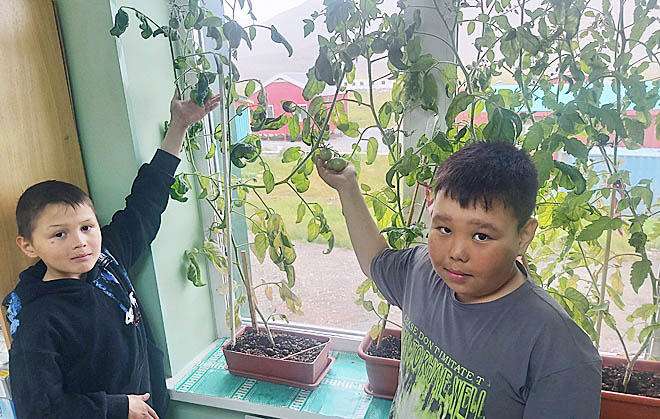 В этом году погода не балует нас теплом и солнцем. Но это не помешало детям снять урожай зелени и овощей, выращенный в учебном классе. ФОТО: ИЗ АРХИВА ВАЛЕНТИНЫ ЭЙНЕНКЕУ В этом году погода не балует нас теплом и солнцем. Но это не помешало детям снять урожай зелени и овощей, выращенный в учебном классе. ФОТО: ИЗ АРХИВА ВАЛЕНТИНЫ ЭЙНЕНКЕУ