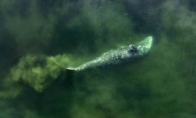 За счёт движения в морской воде исполин поднимает грунт со дна вместе с питательным бентосом и затем фильтрует его через усовые пластины. ФОТО: МАКСИМ АНТИПИН За счёт движения в морской воде исполин поднимает грунт со дна вместе с питательным бентосом и затем фильтрует его через усовые пластины. ФОТО: МАКСИМ АНТИПИН