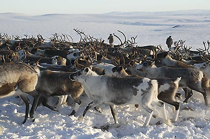 ФОТО: АРКАДИЙ СУХОНИН ФОТО: АРКАДИЙ СУХОНИН