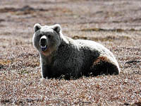 Бурые медведи замечены в окрестностях Анадыря, охотинспекторам поручено вести ежедневный мониторинг 
