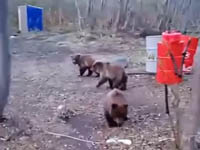 На Камчатке ужесточат ответственность за прикорм диких животных