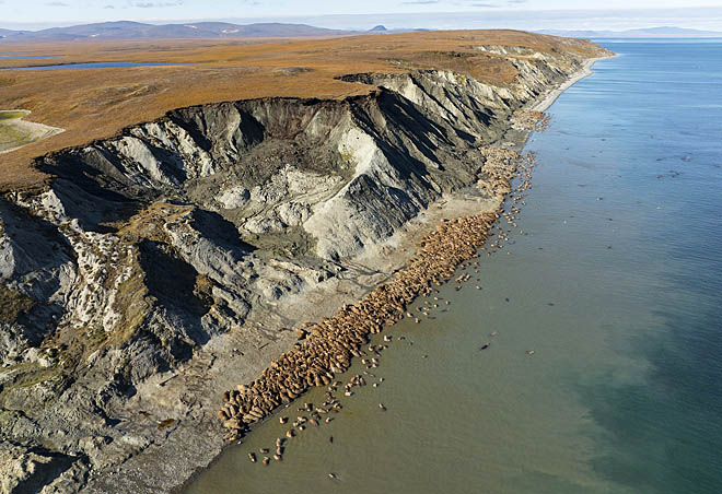 Сотрудники нацпарка насчитали на мысе Кыгынин около 2,5 тыс. моржей. Как полагают учёные, возвращение на старое лежбище связано с изменениями климата, в частности направления ветров. ФОТО: МАКСИМ АНТИПИН. Сотрудники нацпарка насчитали на мысе Кыгынин около 2,5 тыс. моржей. Как полагают учёные, возвращение на старое лежбище связано с изменениями климата, в частности направления ветров. ФОТО: МАКСИМ АНТИПИН.