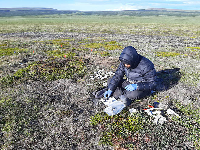 Собранные в этом сезоне кости ископаемой фауны предстоит датировать радиоуглеродным методом, после чего можно будет делать научные выводы и обобщения. ФОТО: ГЛЕБ ДАНИЛОВ