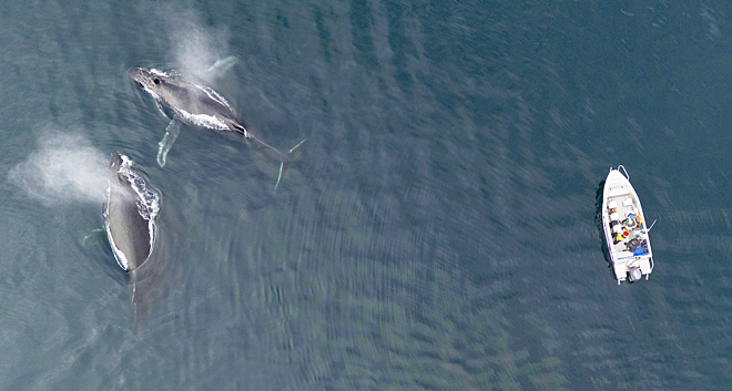 При работе с китообразными важно соблюдать дистанцию на лодке, чтобы не беспокоить животных.