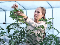 Северный овощ поспеет к столу