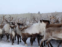 «Пионер» ждёт крепких морозов