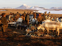 Единовременное пособие для многодетных кочующих семей оленеводов и морзверобоев с вырастет вдвое
