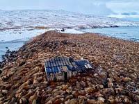 Морж уходит на север