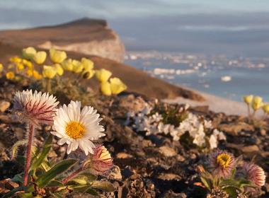 Климат острова Врангеля, который целиком лежит за полярным кругом, учёные называют «арктическим суровым». Несмотря на это, для его территории характерно большое биоразнообразие. Количество сосудистых растений достигает здесь 382 видов (к примеру, на значительно более крупных Новосибирских островах их всего 135, на островах Северной Земли – около 65, на Земле Франца-Иосифа – и вовсе менее 50). ФОТО: АЛЕКСЕЙ БЕЗРУКОВ