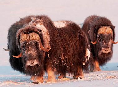 Завезённые в 1975 году на Врангеля овцебыки успешно адаптировались к суровым условиям. Но наибольшую известность остров получил как «родильный дом» белого медведя, где крупнейший хищник Арктики выводит потомство. ФОТО: АЛЕКСЕЙ БЕЗРУКОВ