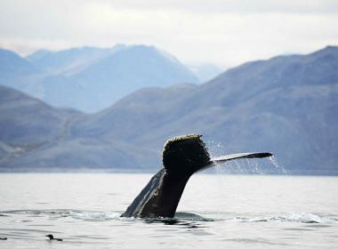 Горбатые киты приходят на нагул к восточным берегам Чукотки каждое лето. Особенно много их в проливе Сенявина, где учёные и туристы национального парка «Берингия» ведут за ними «фотоохоту» и наблюдения. ФОТО: ТАТЬЯНА ПРИДОРОЖНАЯ