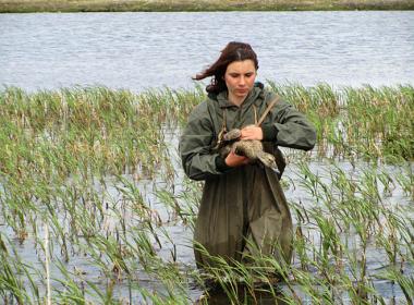На обширной площади Чаунской низменности гнездятся около 120 видов перелётных птиц. С 1971 года это многообразное сообщество пернатых изучают российские орнитологи и их зарубежные коллеги. ФОТО: МЕГАН БОЛДЕНОУ
