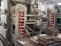 Несушки превысили план