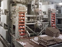 Несушки превысили план